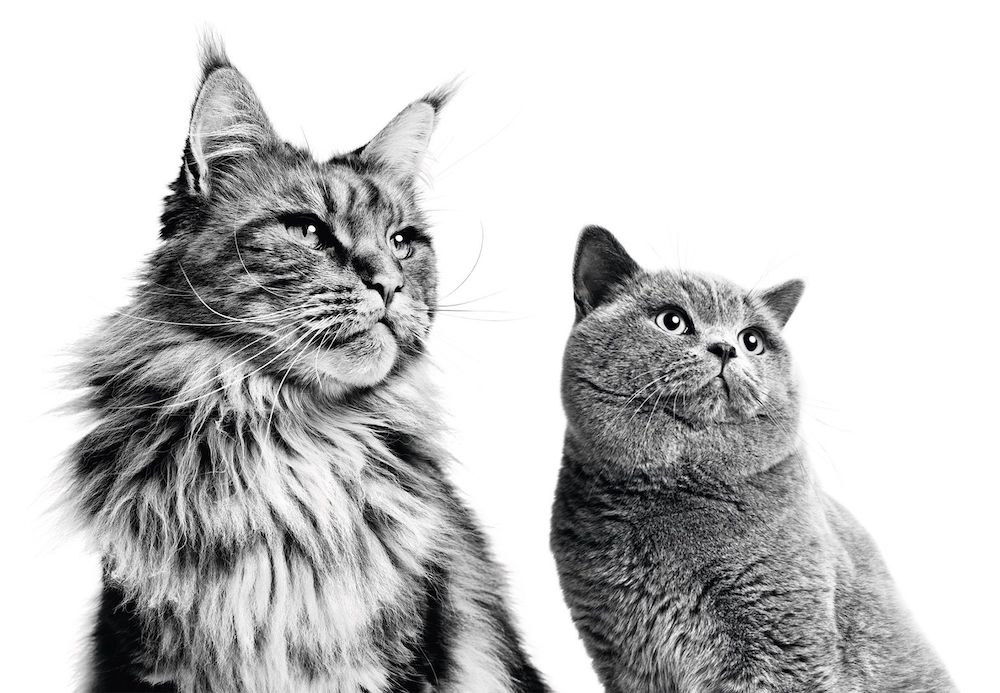 BRITISH SHORTHAIR 5 Clear Signs Your Pet Is Thriving