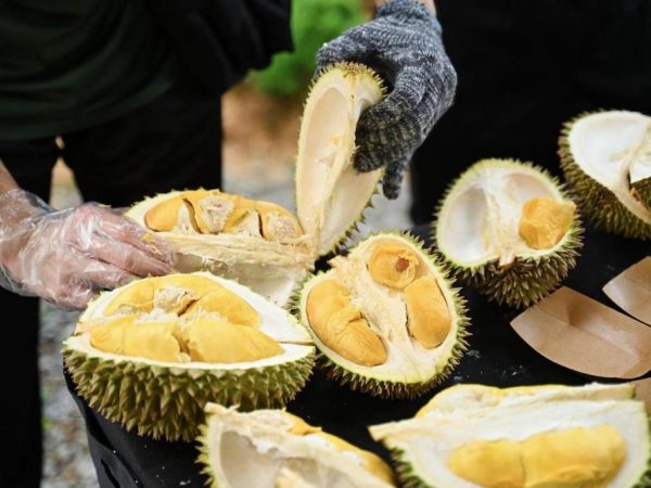 Durian Hub at Palm Garden Hotel