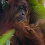 Disneynature’s “Orangutan” Premieres on Disney+