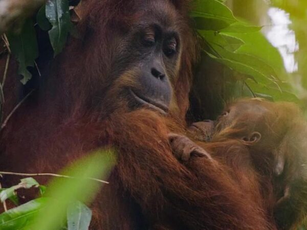 Disneynature’s “Orangutan” Premieres on Disney+
