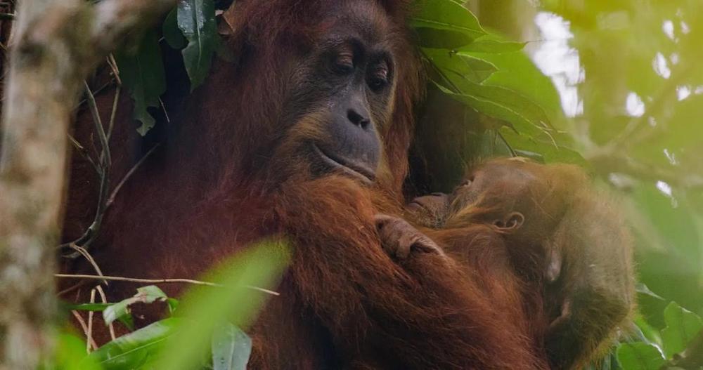 Disneynature’s “Orangutan” Premieres on Disney+