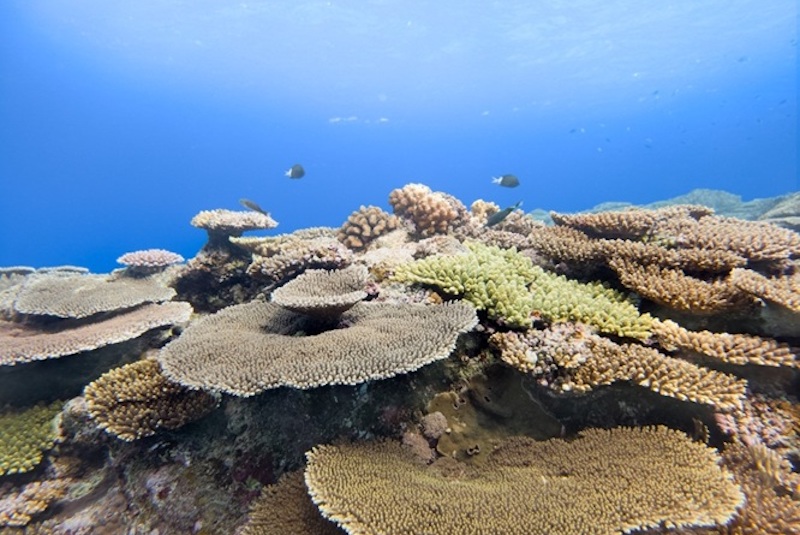 Samsung Galaxy S26 series Ocean Mode