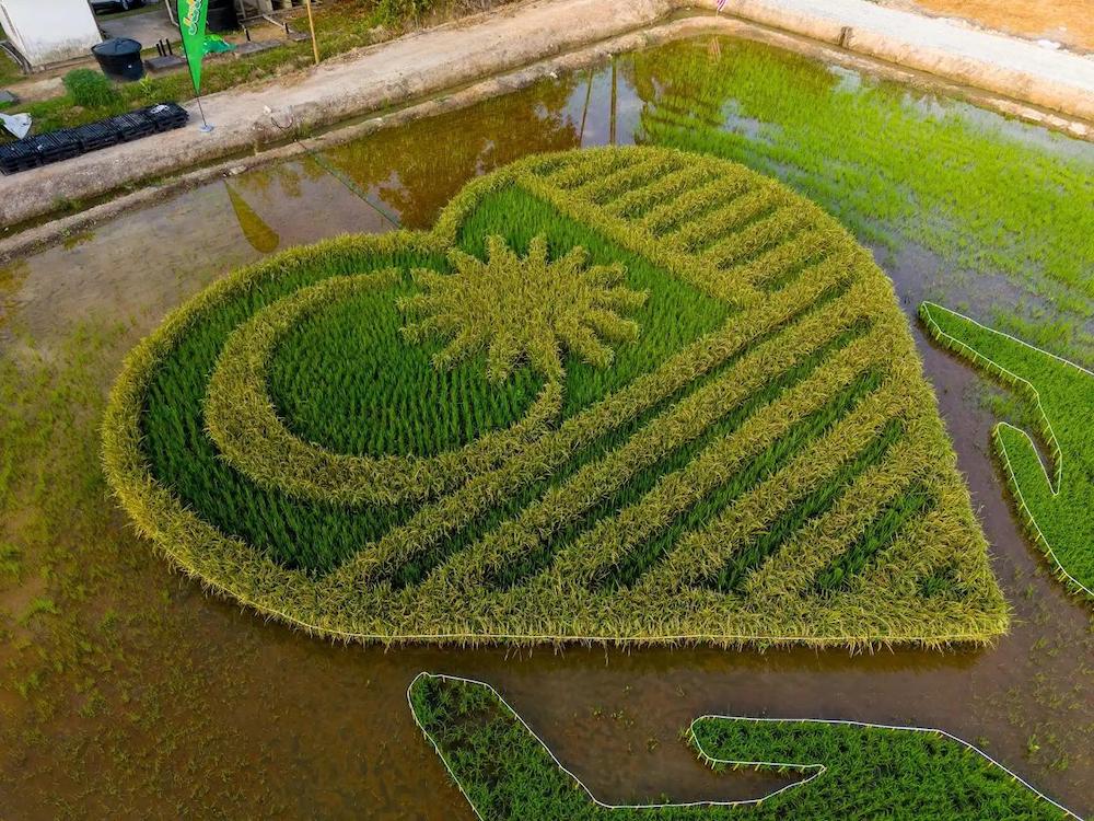 A Giant Heart Made from Living Paddy A Giant Heart Made from Living Paddy